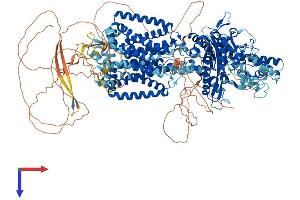 AlphaFold protein structure predicition of Human Recombinant PTCH1 Protein, UniprotID Q13635