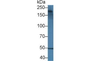 Detection of LAMa4 in Mouse Small intestine lysate using Polyclonal Antibody to Laminin Alpha 4 (LAMa4)