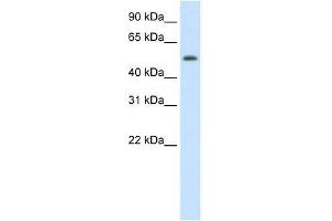 DIDO1 antibody used at 1. (DIDO1 anticorps  (N-Term))
