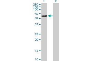 NAP1L2 anticorps  (AA 1-460)