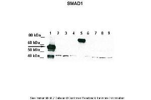Lanes:   Lane 1: 5ug of transfected 293T lysate (SMAD1)  Lane 1: 5ug of transfected 293T lysate (SMAD2)  Lane 1: 5ug of transfected 293T lysate (SMAD3)  Lane 1: 5ug of transfected 293T lysate (SMAD4)  Lane 1: 5ug of transfected 293T lysate (SMAD5)  Lane 1: 5ug of transfected 293T lysate (SMAD6)  Lane 1: 5ug of transfected 293T lysate (SMAD7)  Lane 1: 5ug of transfected 293T lysate (SMAD8)  Lane 1: 5ug of transfected 293T lysate (GFP)  Primary Antibody Dilution:   1:1000  Secondary Antibody:   Goat anti-Rabbit IgG HRP Conjugated  Secondary Antibody Dilution:   1:10,000  Gene Name:   SMAD1  Submitted by:   Amanda Urick, Medical College of Wisconsin (SMAD1 anticorps  (Middle Region))