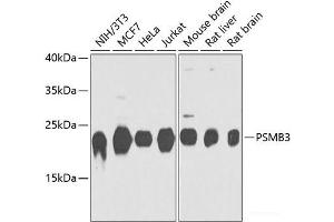 Western blot analysis of extracts of various cell lines using PSMB3 Polyclonal Antibody at dilution of 1:1000. (PSMB3 anticorps)