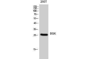 Western Blotting (WB) image for anti-Brain-Specific Homeobox (BSX) (C-Term) antibody (ABIN3174076) (BSX anticorps  (C-Term))