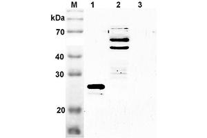 Western blot analysis using anti-SENP2 (mouse), pAb  at 1:2'000 dilution. (SENP2 anticorps  (Catalytic Domain))