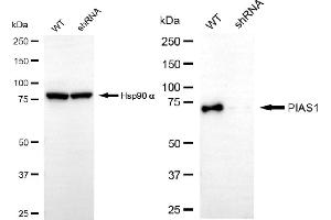 Western blotting analysis using PIAS1 antibody (ABIN7799978). (Recombinant PIAS1 anticorps)