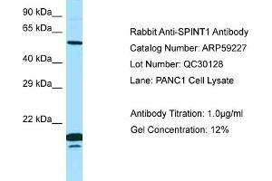 Western Blotting (WB) image for anti-serine Peptidase Inhibitor, Kunitz Type 1 (SPINT1) (N-Term) antibody (ABIN971774) (SPINT1 anticorps  (N-Term))