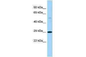 Host: Rabbit Target Name: PTCD3 Sample Type: RPMI-8226 Whole Cell lysates Antibody Dilution: 1. (PTCD3 anticorps  (C-Term))