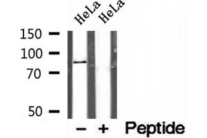 Western blot analysis of extracts of HeLa cells, using AFG3L2 antibody. (AFG3L2 anticorps  (C-Term))