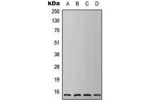 Western blot analysis of IFITM3 expression in HEK293T (A), HeLa (B), Raw264.