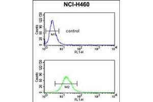 Flow cytometric analysis of NCI-H460 cells (bottom histogram) compared to a negative control cell (top histogram). (NEDD4 anticorps  (C-Term))