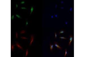 Immunofluorescence of Rabbit Anti-Histone H3 [Monomethyl Lys56] Antibody. (Histone 3 anticorps  (H3K56me))