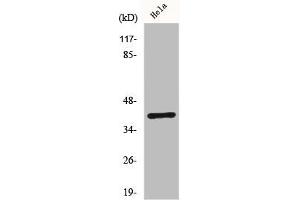 Western Blot analysis of Hela cells using ChemR23 Polyclonal Antibody (CMKLR1 anticorps  (Internal Region))
