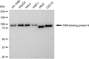 anti-Importin 9 (IPO9) antibody