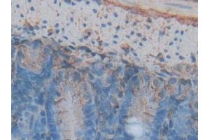 IHC-P analysis of Mouse Intestine Tissue, with DAB staining. (Annexin V anticorps  (AA 1-319))