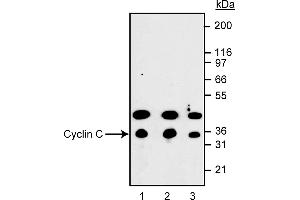 Western Blotting (WB) image for anti-Cyclin C (CCNC) (AA 290-303) antibody (ABIN967636) (Cyclin C anticorps  (AA 290-303))