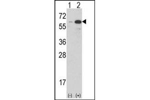 Image no. 2 for anti-Estrogen-Related Receptor gamma (ESRRG) (AA 198-227) antibody (ABIN360233) (ESRRG anticorps  (AA 198-227))