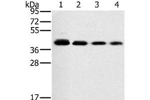 Western Blot analysis of 293T, A549, hela and PC3 cell using PTGER1 Polyclonal Antibody at dilution of 1:200 (PTGER1 anticorps)
