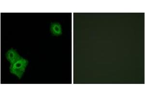 Immunofluorescence analysis of A549 cells, using AIFM3 Antibody.