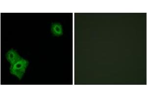 Immunofluorescence analysis of A549 cells, using AIFM3 Antibody. (AIFM3 anticorps  (AA 10-59))