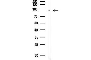 Western blot analysis of lysates from Mouse testis, using Phospho-NR3C1 (Ser211) Antibody at 1/1000 dilution.
