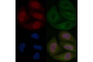 N myc interactor Mouse Monoclonal Antibody staining Hela cells by IF/ICC. (NMI anticorps)