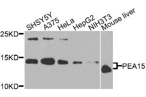Western blot analysis of extracts of various cell lines, using PEA15 antibody. (PEA15 anticorps)