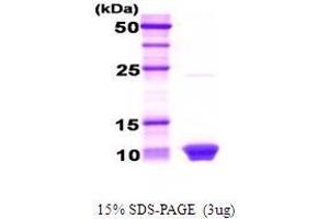 Figure annotation denotes ug of protein loaded and % gel used. (HSBP1 Protéine)
