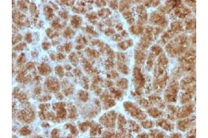 IHC testing of FFPE human pancreas with Elastase 3B antibody (clone CELA3B/1257).