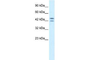 WB Suggested Anti-PER3 Antibody Titration:  0. (PER3 anticorps  (N-Term))