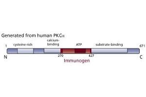 Image no. 3 for anti-Protein Kinase C, alpha (PKCa) (AA 270-427) antibody (ABIN967751) (PKC alpha anticorps  (AA 270-427))