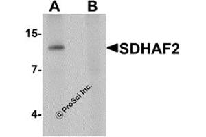 Western Blotting (WB) image for anti-Succinate Dehydrogenase Complex Assembly Factor 2 (Sdhaf2) (N-Term) antibody (ABIN1031558) (Sdhaf2 anticorps  (N-Term))