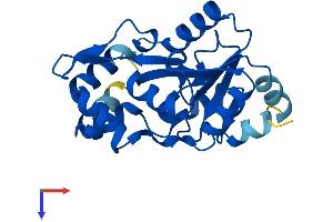 AlphaFold protein structure predicition of Mouse Recombinant Psph Protein, UniprotID Q99LS3