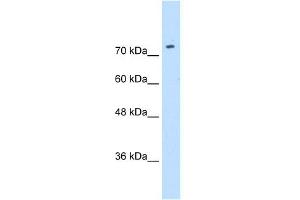 WB Suggested Anti-SLC7A1 Antibody Titration:  0.