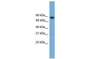 Image no. 1 for anti-Exocyst Complex Component 8 (EXO84) (N-Term) antibody (ABIN6745024) (EXOC8 anticorps  (N-Term))