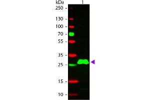 Western blot of Rhodamine conjugated Donkey Anti-Rabbit IgG F(c) secondary antibody. (Âne anti-Lapin IgG (Fc Region) Anticorps (TRITC) - Preadsorbed)