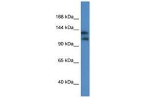 Image no. 1 for anti-Potassium Channel, Subfamily T, Member 1 (KCNT1) (AA 706-755) antibody (ABIN6746307) (KCNT1 anticorps  (AA 706-755))