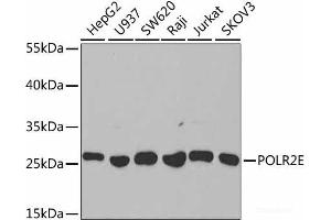 Western blot analysis of extracts of various cell lines using POLR2E Polyclonal Antibody at dilution of 1:1000. (POLR2E anticorps)