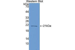 Western Blotting (WB) image for anti-Crystallin, beta B1 (CRYBB1) (AA 17-191) antibody (ABIN1077953) (CRYBB1 anticorps  (AA 17-191))