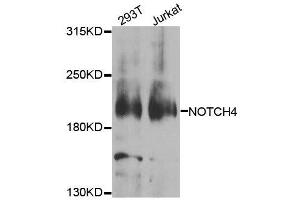 Western blot analysis of extracts of various cell lines, using NOTCH4 antibody. (NOTCH4 anticorps  (AA 1824-2003))