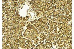 ABIN6274288 at 1/100 staining Mouse pancreas tissue by IHC-P. (LIMK2 anticorps  (Internal Region))