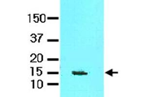 Tissue lysate of mouse brain (60 ug) was resolved by SDS-PAGE and probed with FABP7 monoclonal antibody, clone AT1D1  (1:1000). (FABP7 anticorps  (AA 1-132))