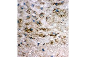 Anti-integrin beta 4 binding protein antibody, IHC(F) IHC(F): Human Placenta Tissue (EIF6 anticorps  (Middle Region))