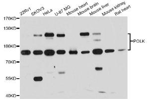 Western blot analysis of extracts of various cell lines, using POLK antibody (ABIN6290754) at 1:1000 dilution. (POLK anticorps)