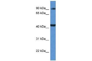 AMACR Antibody - C-terminal region (ARP60806_P050) validated by WB using 721_B cell lysate at 1.
