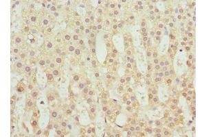Immunohistochemistry of paraffin-embedded human adrenal gland tissue using ABIN7173754 at dilution of 1:100 (TBCE anticorps  (AA 328-527))