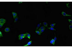 Immunofluorescent analysis of HepG2 cells using ABIN7162261 at dilution of 1:100 and Alexa Fluor 488-congugated AffiniPure Goat Anti-Rabbit IgG(H+L) (OST alpha anticorps  (AA 1-48))