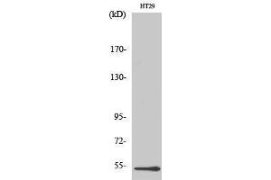 Western Blotting (WB) image for anti-DEAD (Asp-Glu-Ala-As) Box Polypeptide 19B (DDX19B) (N-Term) antibody (ABIN3184270) (DDX19B anticorps  (N-Term))