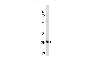 RBS Antibody (C-term) (ABIN1881736 and ABIN2843265) western blot analysis in NCI- cell line lysates (35 μg/lane). (RBPMS anticorps  (C-Term))