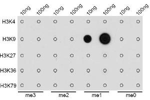 Dot-blot analysis of all sorts of methylation peptides using MonoMethyl-Histone H3-K9 antibody.