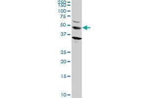 STAU2 monoclonal antibody (M10), clone 2C8.